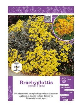 SENECIO X GREYI voir BRACHYGLOTTIS