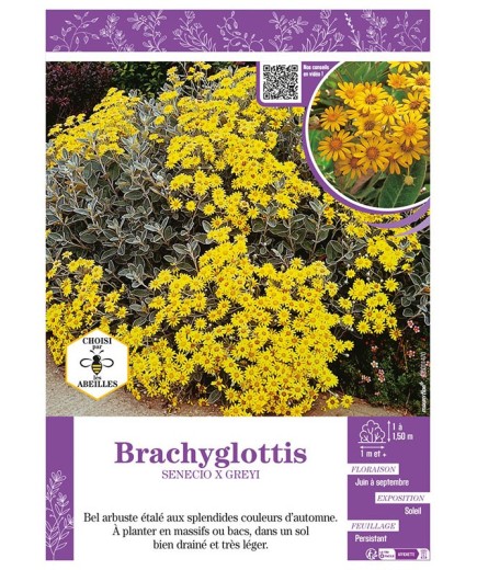 SENECIO X GREYI voir BRACHYGLOTTIS