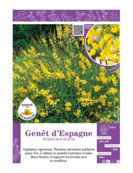 SPARTIUM JUNCEUM voir GENÊT D'ESPAGNE