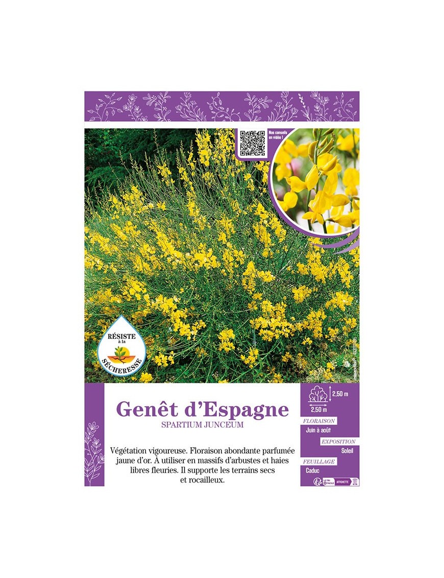 SPARTIUM JUNCEUM voir GENÊT D'ESPAGNE