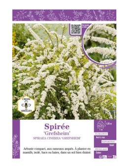 SPIRAEA CINEREA GREFSHEIM voir SPIRÉE