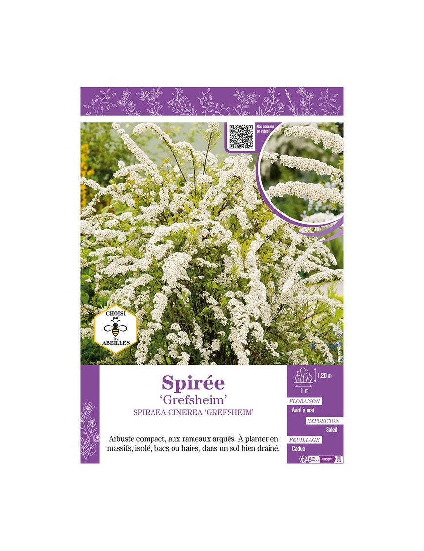 SPIRAEA CINEREA GREFSHEIM voir SPIRÉE