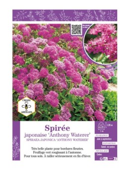 SPIRAEA JAPONICA ANTHONY WATERER voir SPIRÉE JAPONAISE