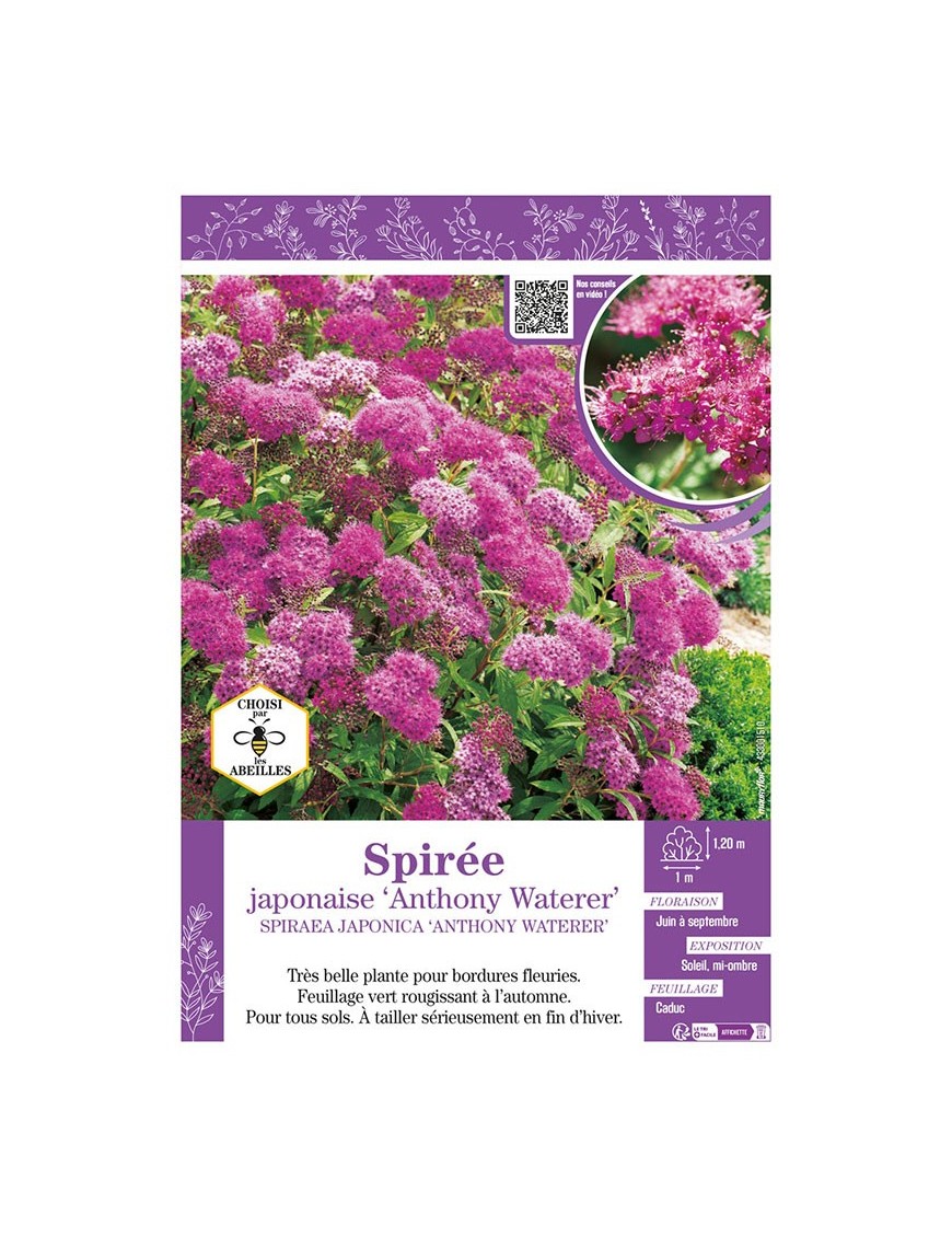 SPIRAEA JAPONICA ANTHONY WATERER voir SPIRÉE JAPONAISE