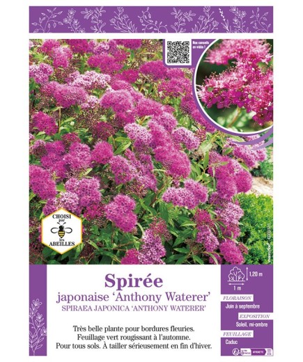 SPIRAEA JAPONICA ANTHONY WATERER voir SPIRÉE JAPONAISE