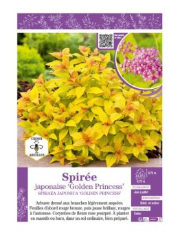SPIRAEA JAPONICA GOLDEN PRINCESS voir SPIRÉE JAPONAISE