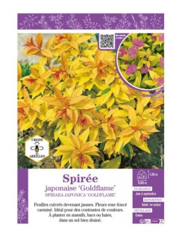 SPIRAEA JAPONICA GOLDFLAME voir SPIRÉE JAPONAISE