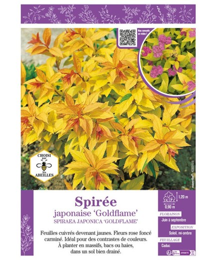 SPIRAEA JAPONICA GOLDFLAME voir SPIRÉE JAPONAISE