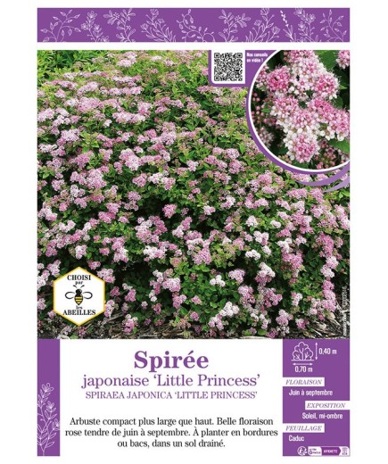 SPIRAEA JAPONICA LITTLE PRINCESS voir SPIRÉE JAPONAISE