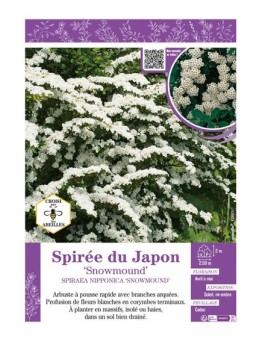 SPIRAEA NIPPONICA SNOWMOUND voir SPIRÉE DU JAPON