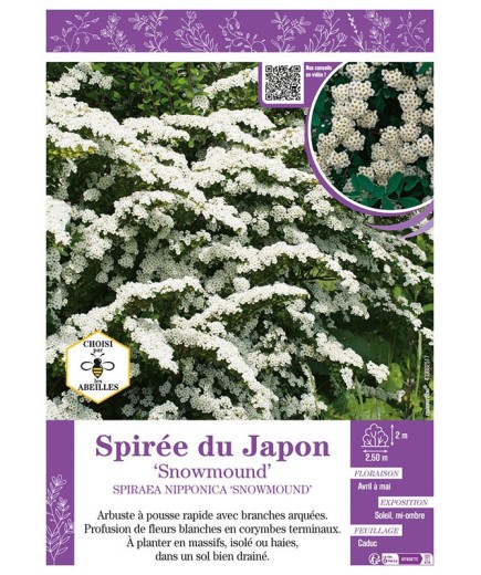 SPIRAEA NIPPONICA SNOWMOUND voir SPIRÉE DU JAPON