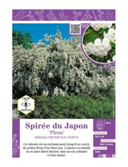 SPIRAEA PRUNIFOLIA PLENA voir SPIRÉE DU JAPON