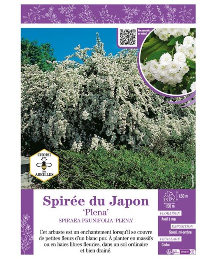 SPIRAEA PRUNIFOLIA PLENA voir SPIRÉE DU JAPON