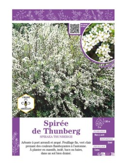 SPIRAEA THUNBERGII voir SPIRÉE DE THUNBERG