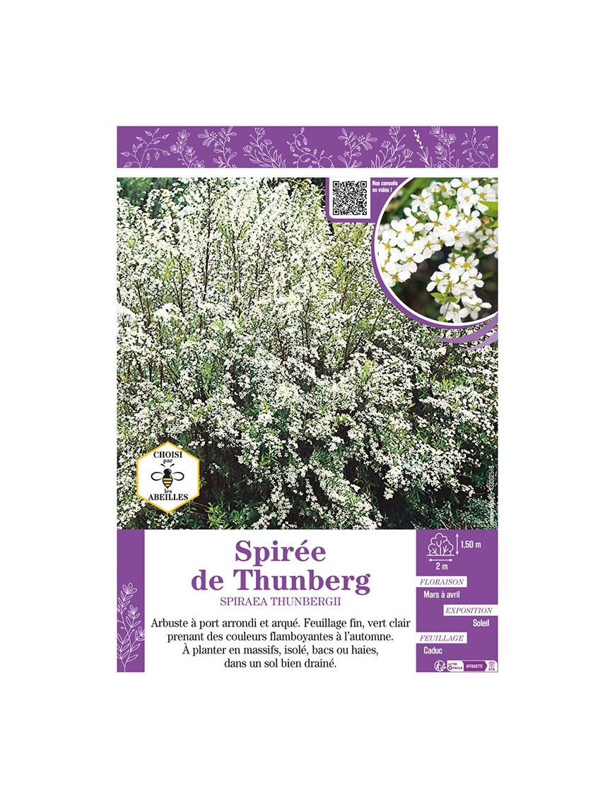 SPIRAEA THUNBERGII voir SPIRÉE DE THUNBERG