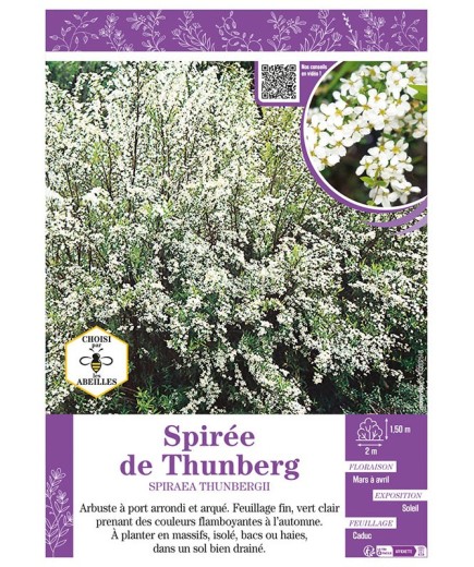 SPIRAEA THUNBERGII voir SPIRÉE DE THUNBERG