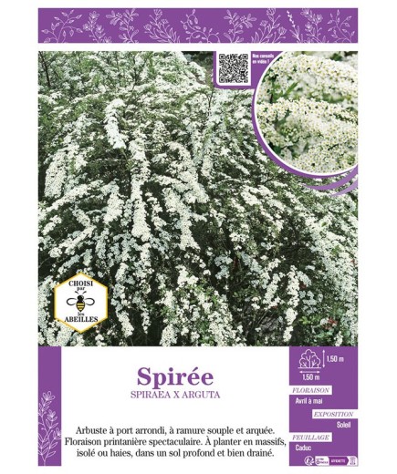 SPIRAEA X ARGUTA voir SPIRÉE