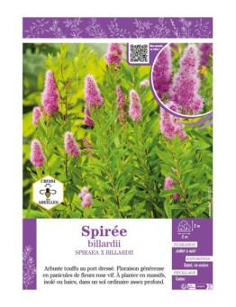 SPIRAEA X BILLIARDII voir SPIRÉE