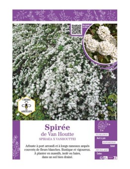 SPIRAEA X VANHOUTTEI voir SPIRÉE de Van Houtte