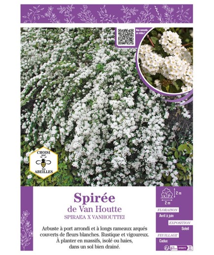 SPIRAEA X VANHOUTTEI voir SPIRÉE de Van Houtte