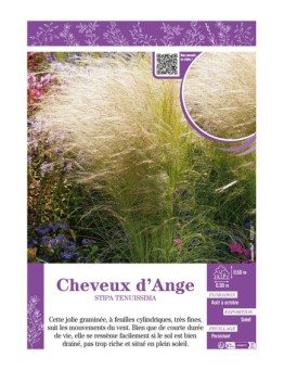 STIPA TENUISSIMA voir CHEVEUX D'ANGES
