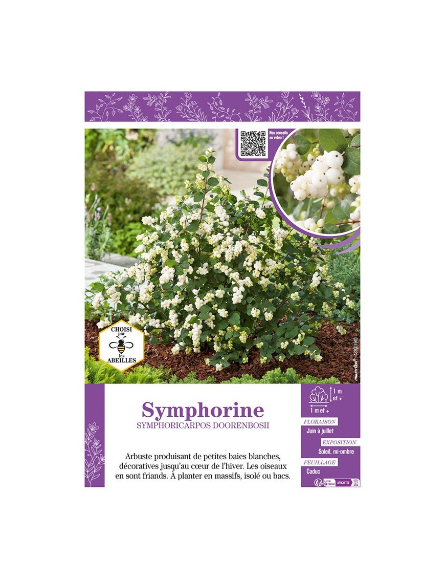 SYMPHORICARPOS DOORENBOSII voir SYMPHORINE (blanche)