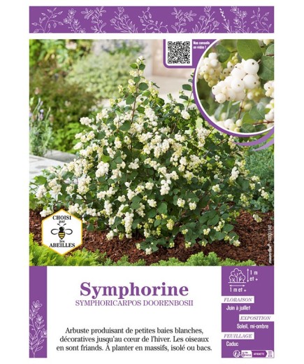 SYMPHORICARPOS DOORENBOSII voir SYMPHORINE (blanche)