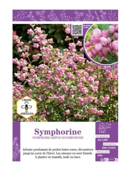 SYMPHORICARPOS DOORENBOSII voir SYMPHORINE (rose)