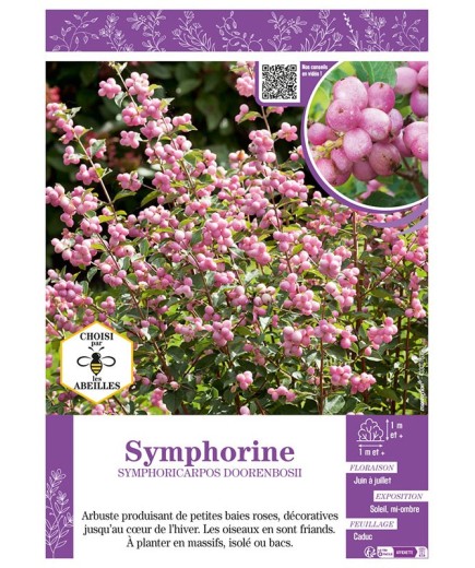 SYMPHORICARPOS DOORENBOSII voir SYMPHORINE (rose)