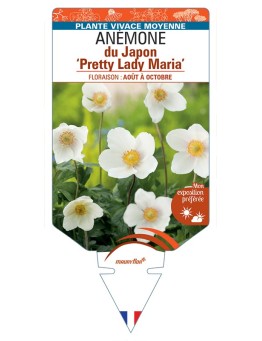 ANEMONE hupehensis Pretty Lady Maria voir Anémone du Japon