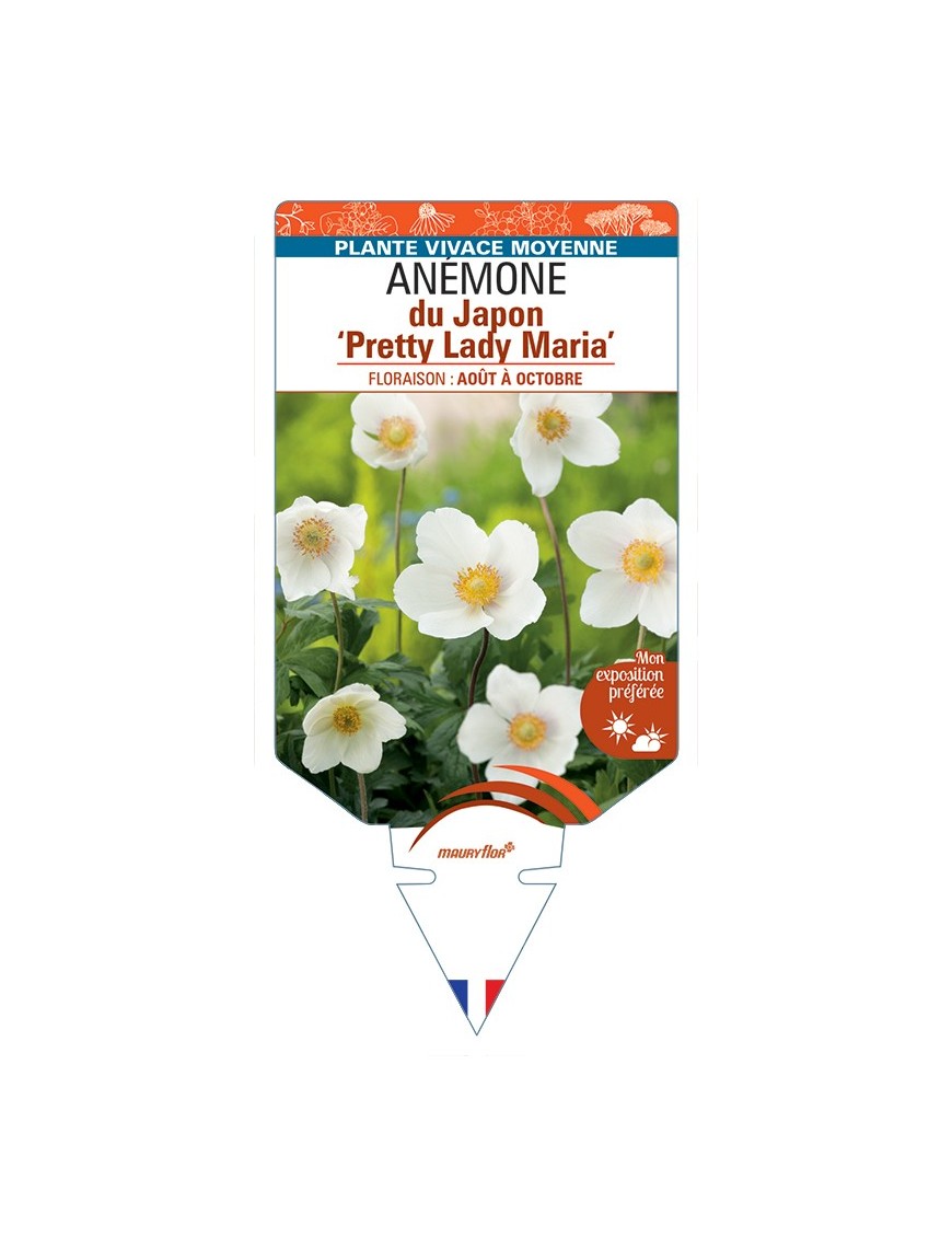 ANEMONE hupehensis Pretty Lady Maria voir Anémone du Japon