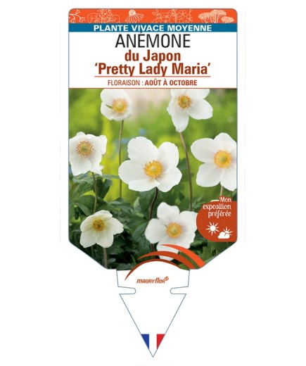 ANEMONE hupehensis Pretty Lady Maria voir Anémone du Japon