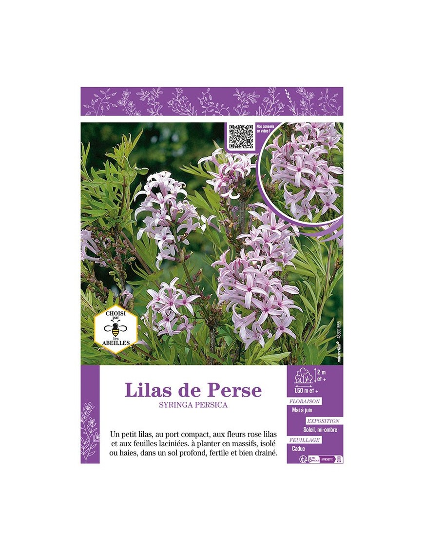 SYRINGA PERSICA voir LILAS DE PERSE