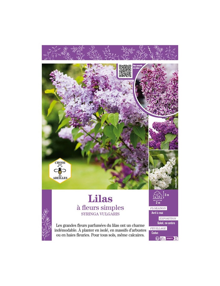 SYRINGA VULGARIS voir LILAS À FLEURS SIMPLES (varié)