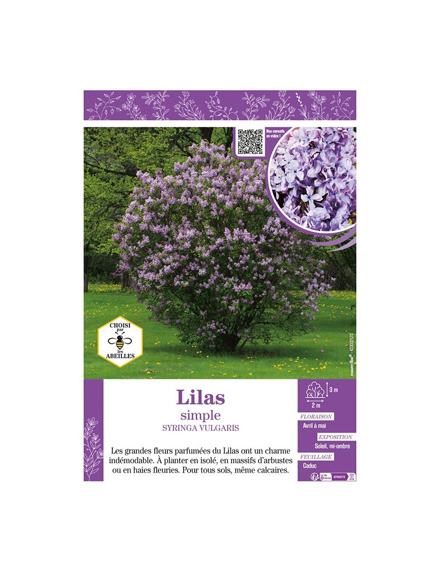 SYRINGA VULGARIS voir LILAS SIMPLE (bleu)