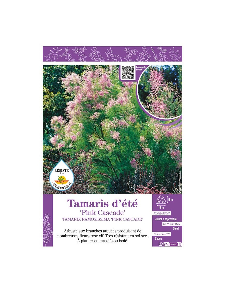 TAMARIX RAMOSISSIMA PINK CASCADE voir TAMARIS D'ÉTÉ