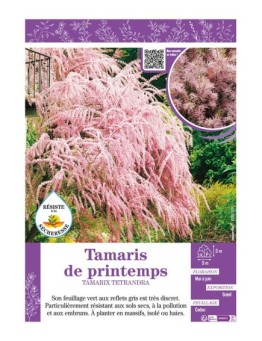 TAMARIX TETRANDRA voir TAMARIS DE PRINTEMPS