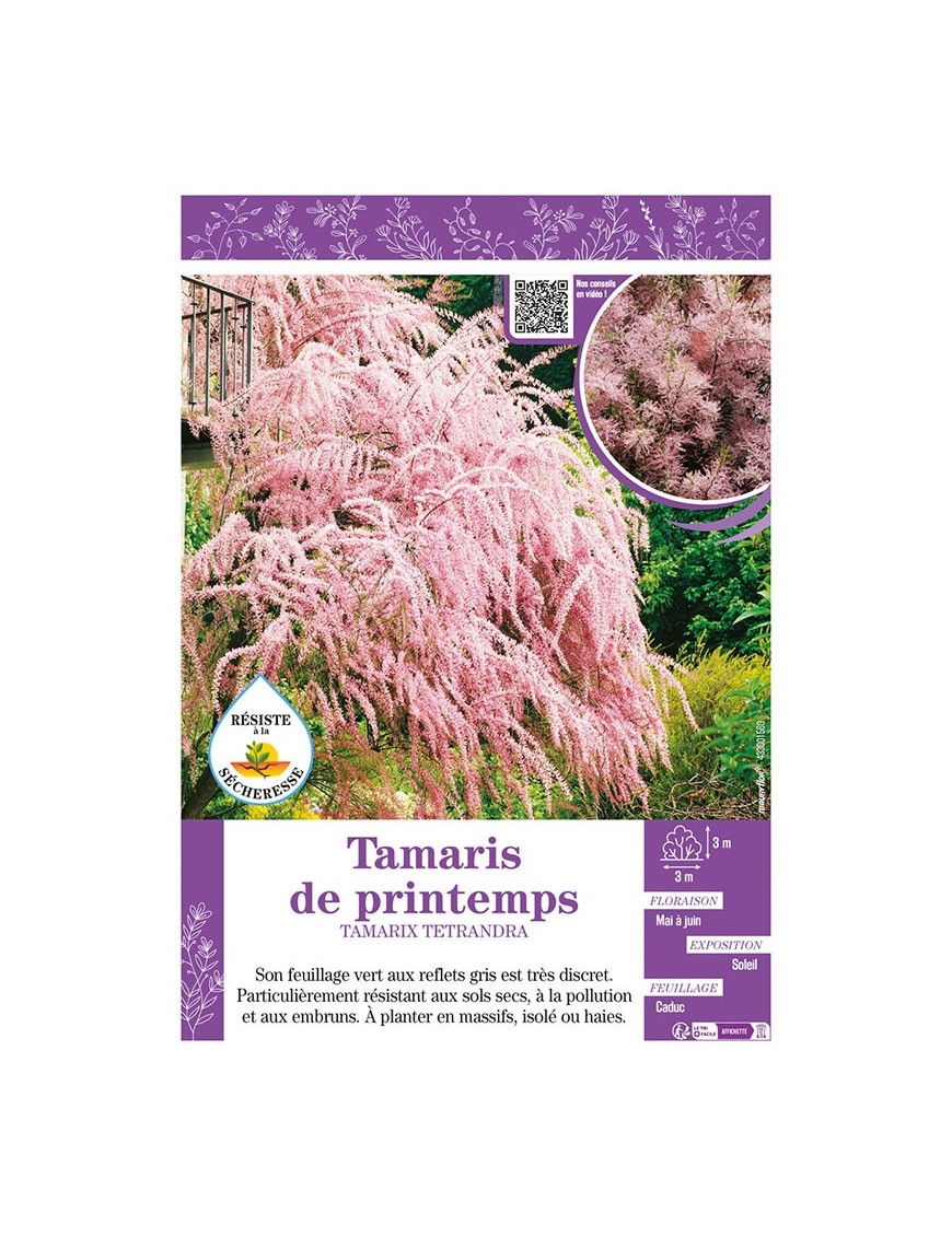 TAMARIX TETRANDRA voir TAMARIS DE PRINTEMPS