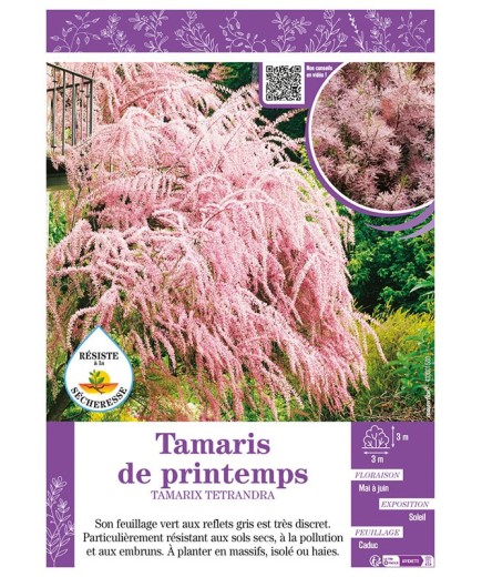 TAMARIX TETRANDRA voir TAMARIS DE PRINTEMPS