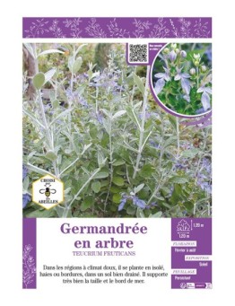 TEUCRIUM FRUTICANS voir GERMANDRÉE EN ARBRE