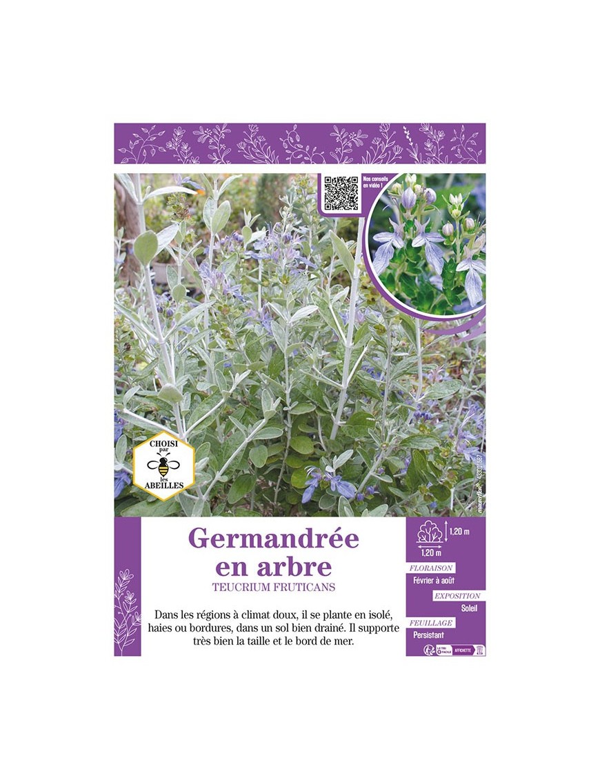 TEUCRIUM FRUTICANS voir GERMANDRÉE EN ARBRE