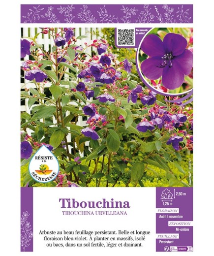 TIBOUCHINA URVILLEANA
