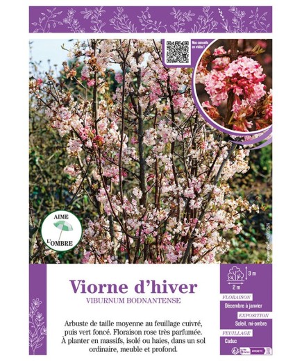 VIBURNUM BODNANTENSE voir VIORNE D'HIVER