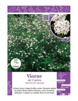VIBURNUM CARLESII voir Viorne de Carles