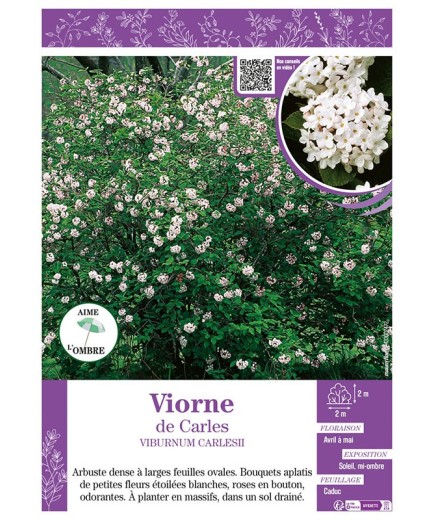 VIBURNUM CARLESII voir Viorne de Carles