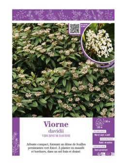 VIBURNUM DAVIDII voir VIORNE