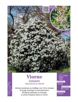 VIBURNUM LUCIDUM voir VIORNE LUISANTE