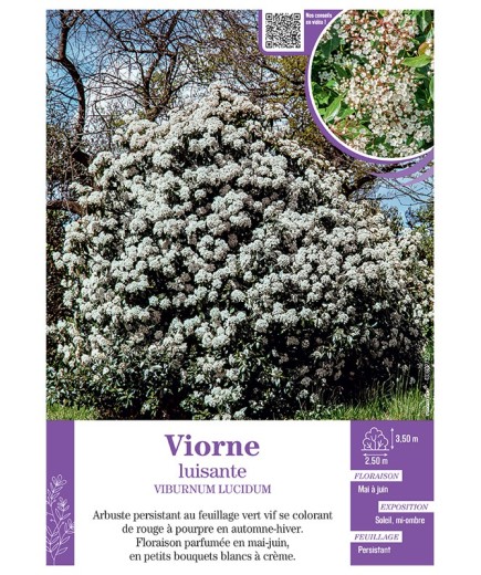 VIBURNUM LUCIDUM voir VIORNE LUISANTE