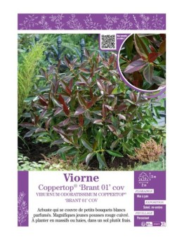 VIBURNUM ODORATISSIMUM voir Viorne Coppertop® ‘Brant 01’ cov