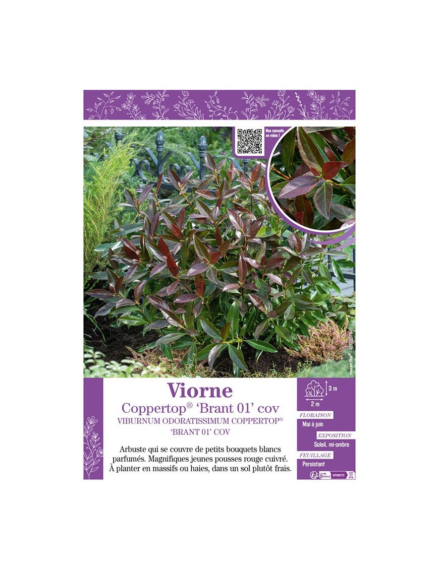 VIBURNUM ODORATISSIMUM voir Viorne Coppertop® ‘Brant 01’ cov